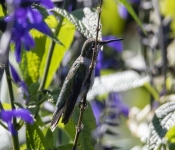2019 09 15 LongFellowGardens 026